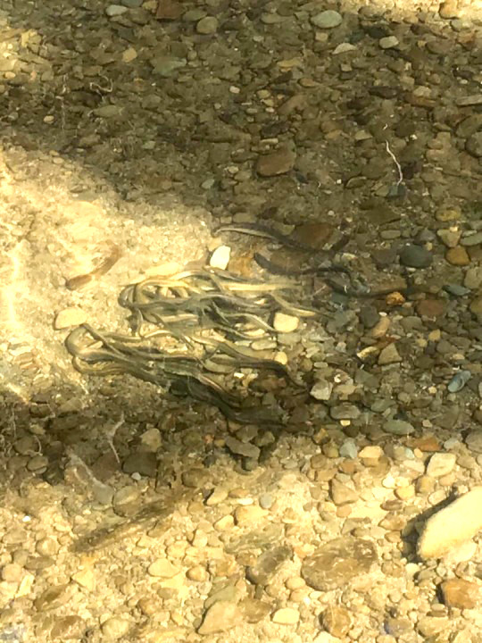 Spawning lampreys on the Arrow - DJ from Halesowen